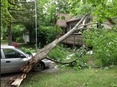 Panama City FL Tree Service Image